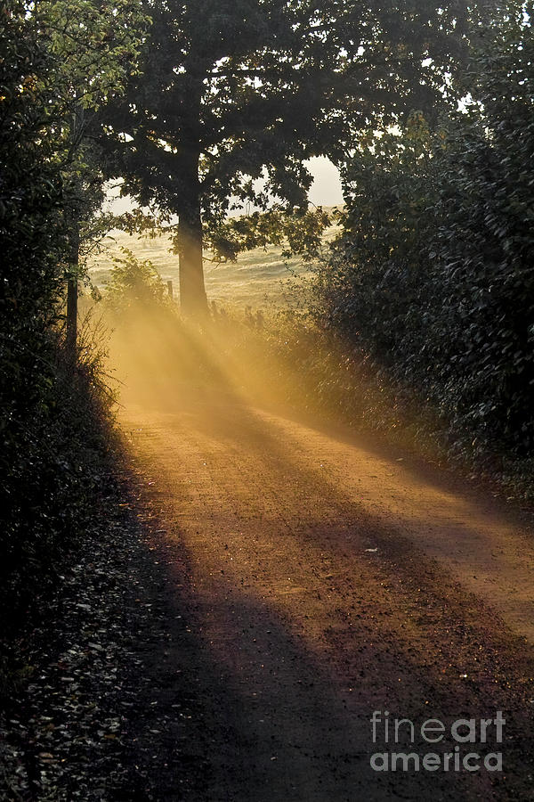 Golden Pathway Photograph By Heiko Koehrer Wagner Pixels