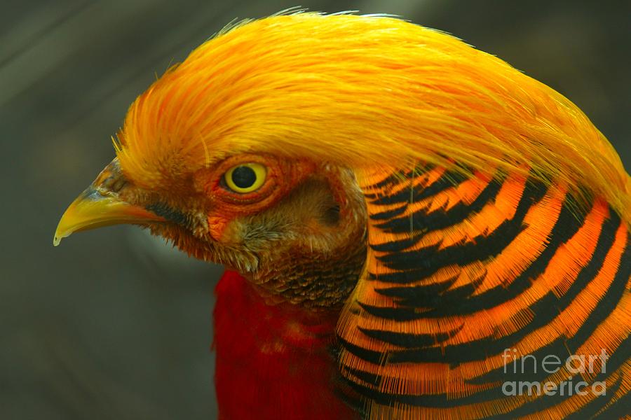 Golden Pheasant Photograph by Adam Jewell