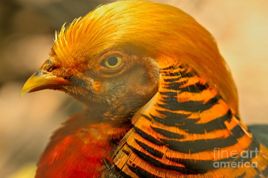 Golden Pheasant Brilliant Colors Photograph by Adam Jewell