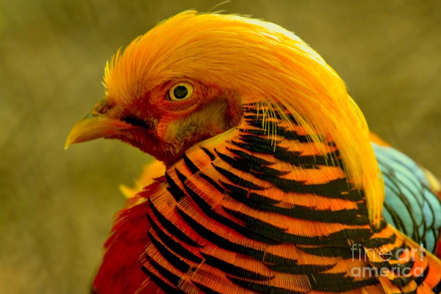 Golden Pheasant Closeup Photograph by Adam Jewell