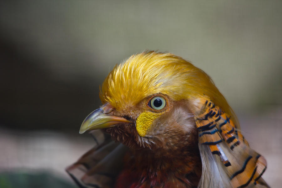 Golden pheasant Photograph by Eti Reid
