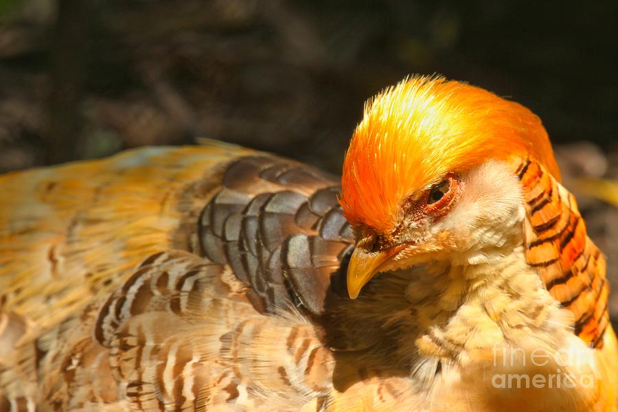 Golden Pheasant Female Photograph by Adam Jewell