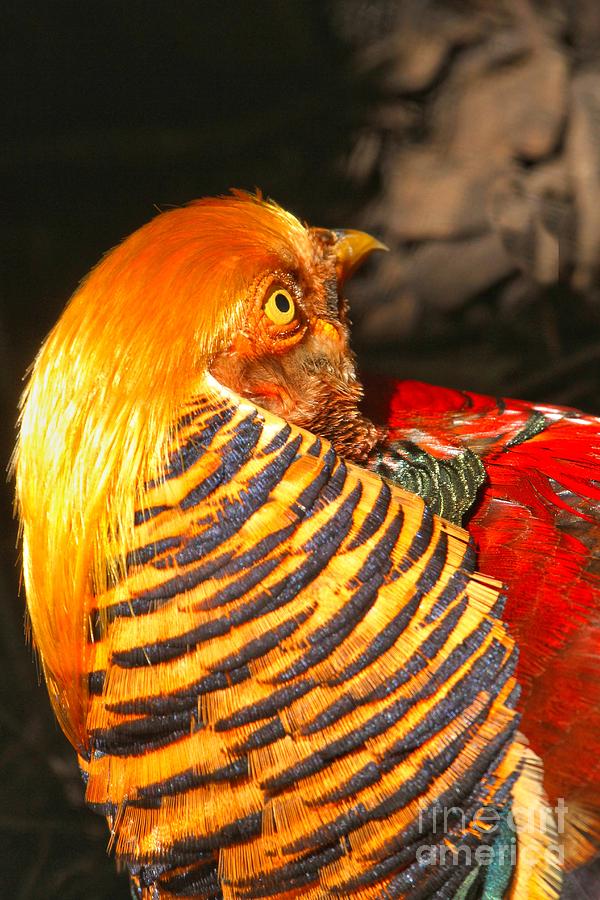 Golden Pheasant Intensity Photograph by Adam Jewell