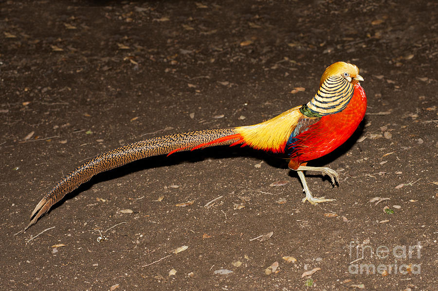 Golden Pheasant Male Photograph by Anthony Mercieca