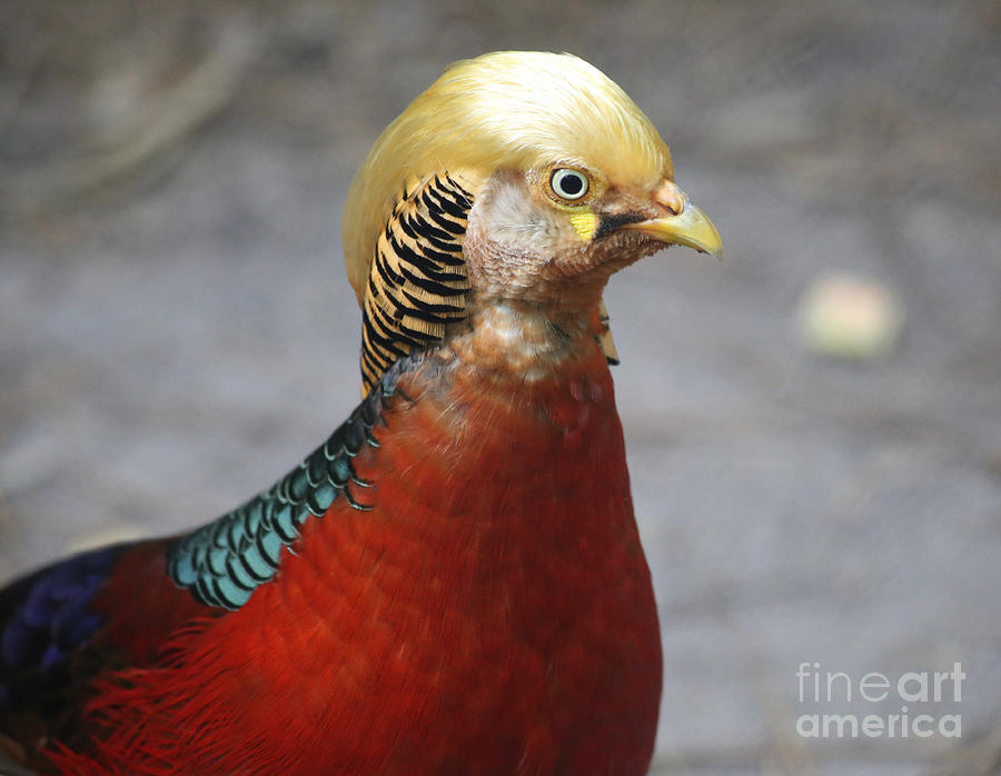 Golden Pheasant Photograph by Marty Fancy