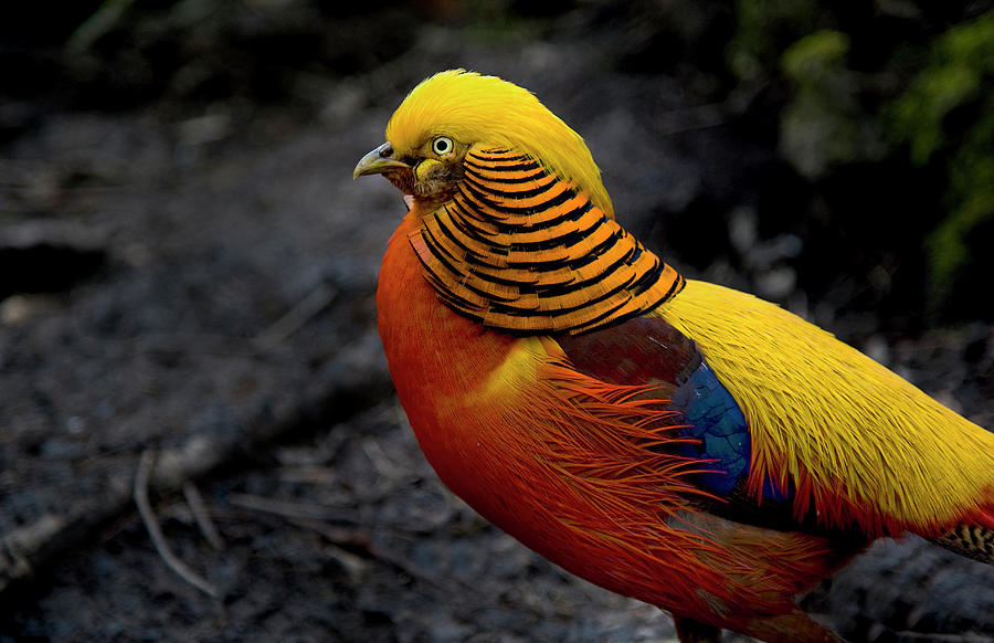 Golden Pheasant Photograph by Saffron Blaze