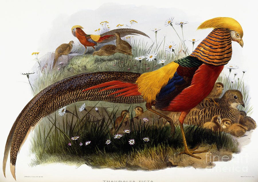 Golden Pheasants Painting by Joseph Wolf