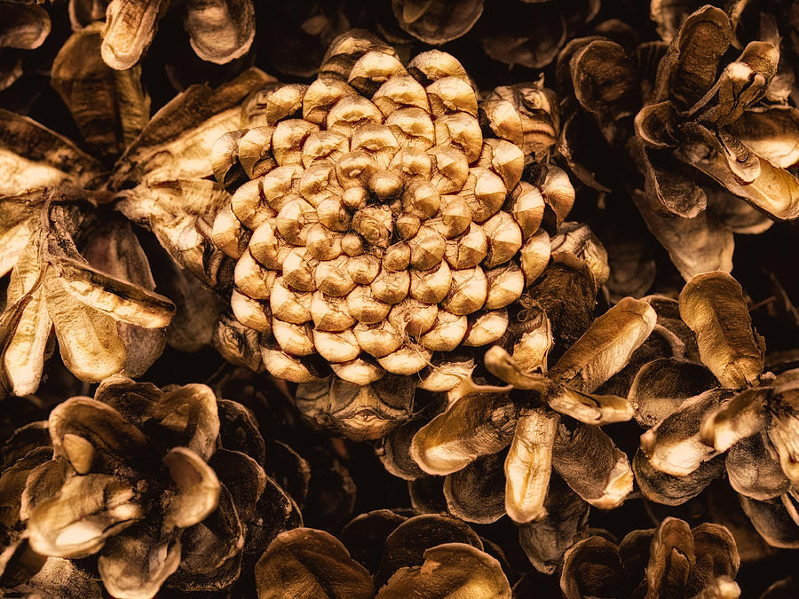 Golden Pine Cones Photograph by David Kay