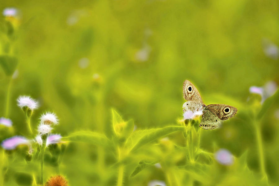 Butterfly Photograph - Golden Place by Suradej Chuephanich