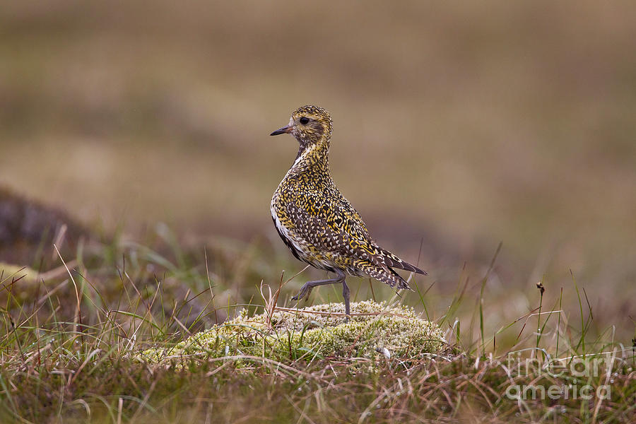 Golden Plover Photograph by Thomas Hanahoe