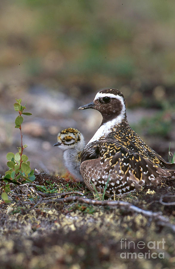 Golden Plovers Photograph by William H. Mullins