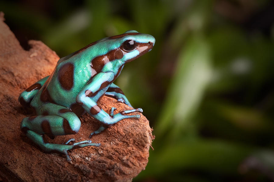 Golden Poison Dart Frog Photograph by Dirk Ercken