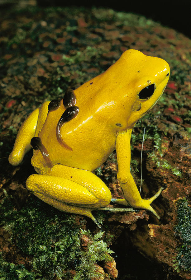Golden Poison Dart Frog Male Carrying Photograph by Mark Moffett