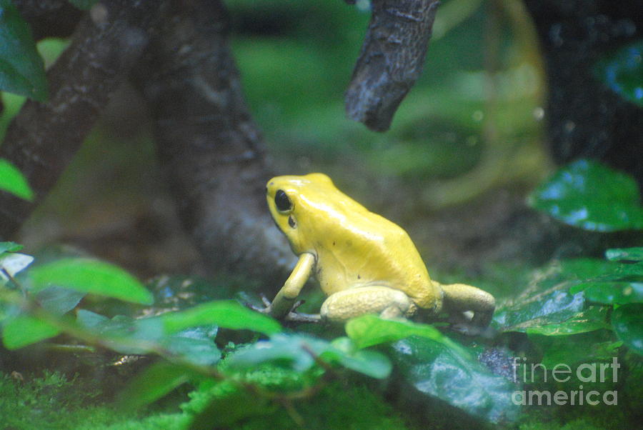 Golden Poison Frog Photograph by DejaVu Designs