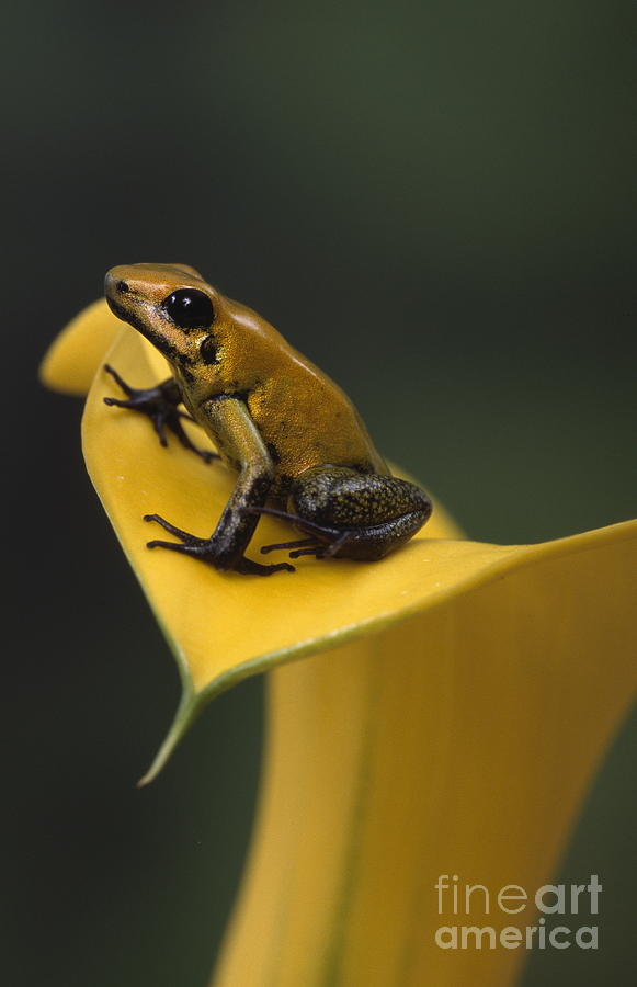 Golden Poison Frog Photograph by T Kitchin and V Hurst