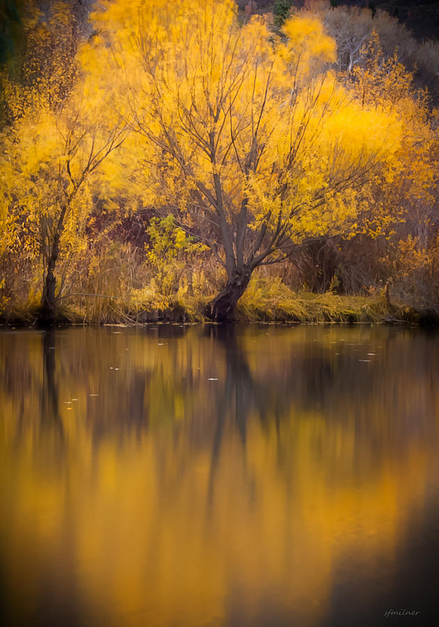 Golden Pond Photograph by Steven Milner