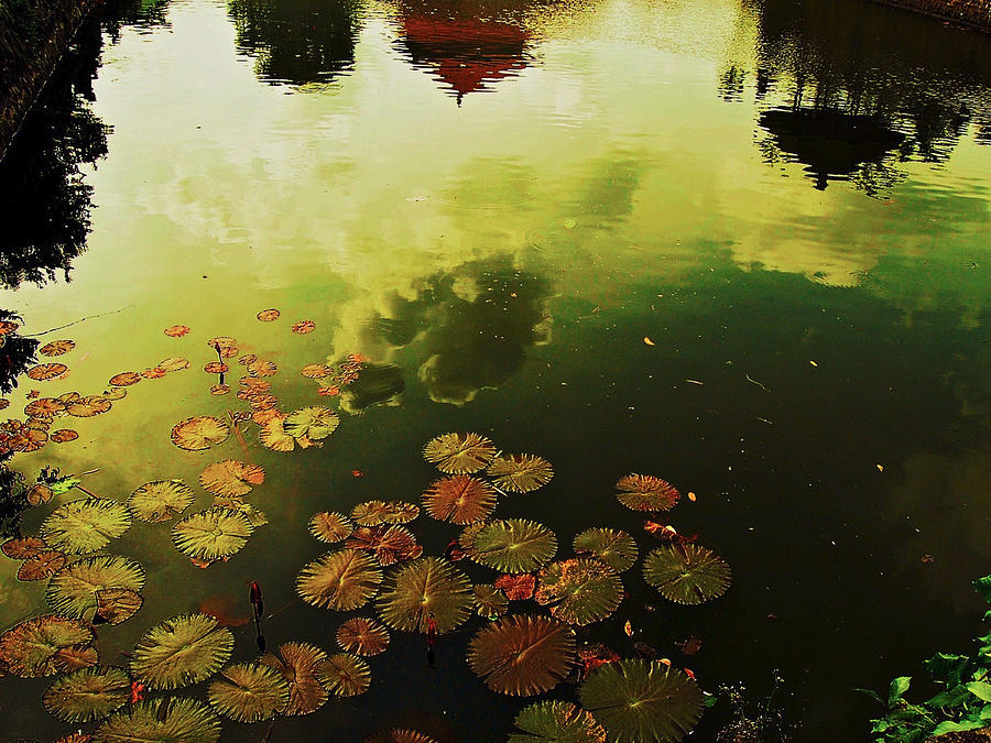 Golden Pond Photograph by Yen