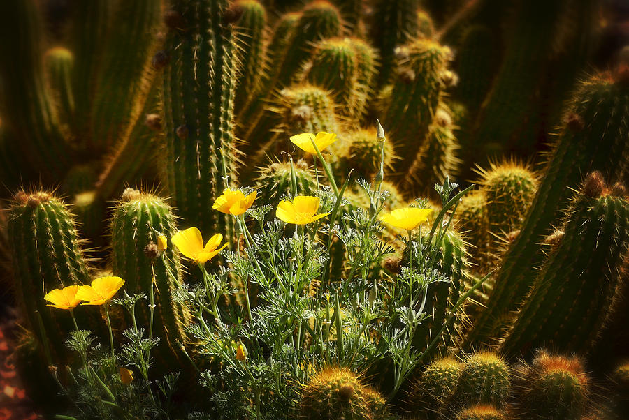 Golden Poppies and Torch Cactus Photograph by Saija Lehtonen Fine Art America