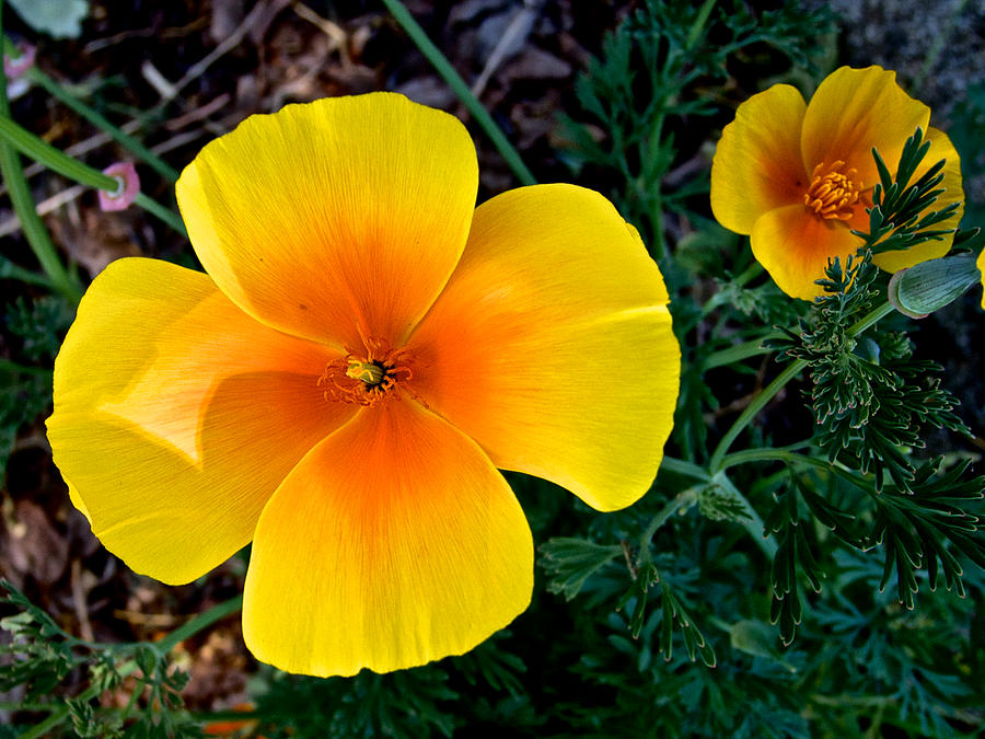 Golden Poppies in Park Sierra, California Photograph by Ruth Hager