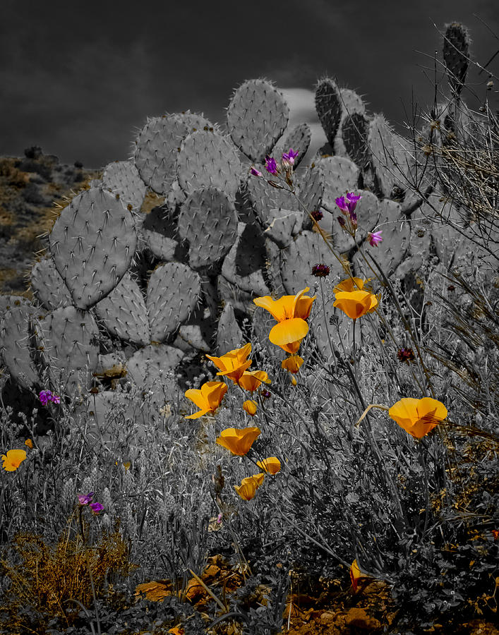 Golden Poppies Photograph by Jim Painter