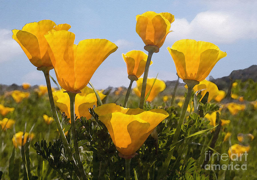Golden Poppies Photograph by Sharon Foster