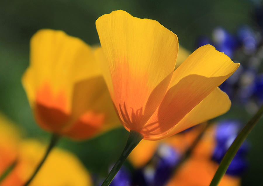 Golden Poppies Photograph by Sue Cullumber