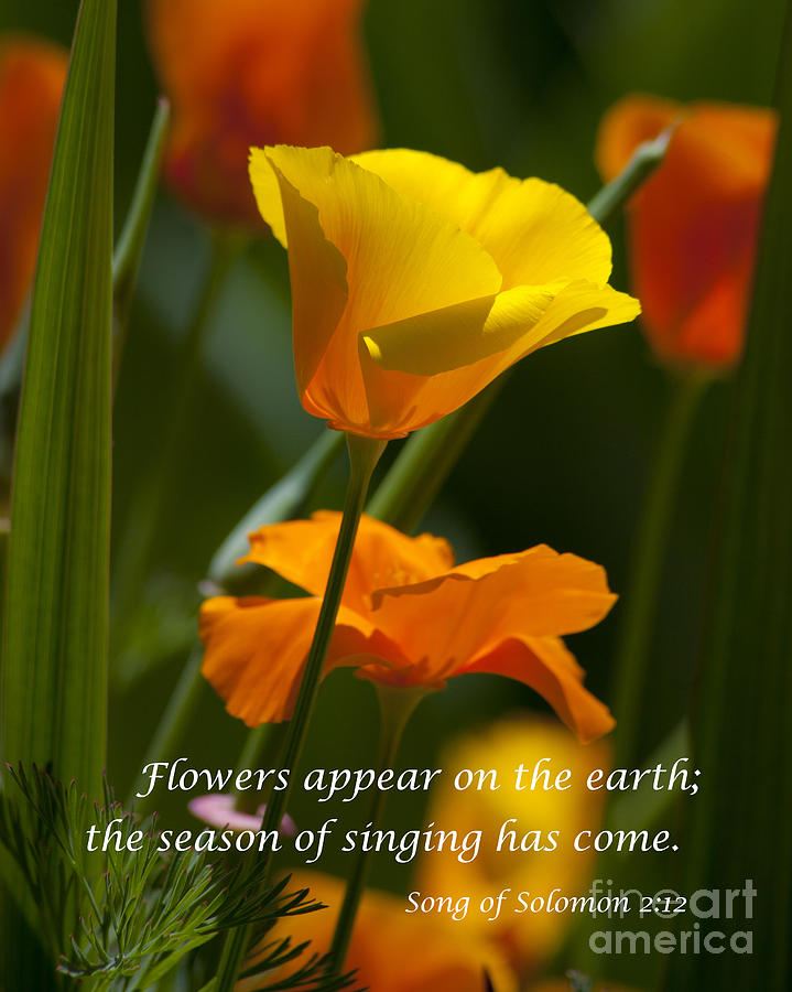 Golden Poppy Floral  Bible Verse Photography Photograph by Jerry Cowart