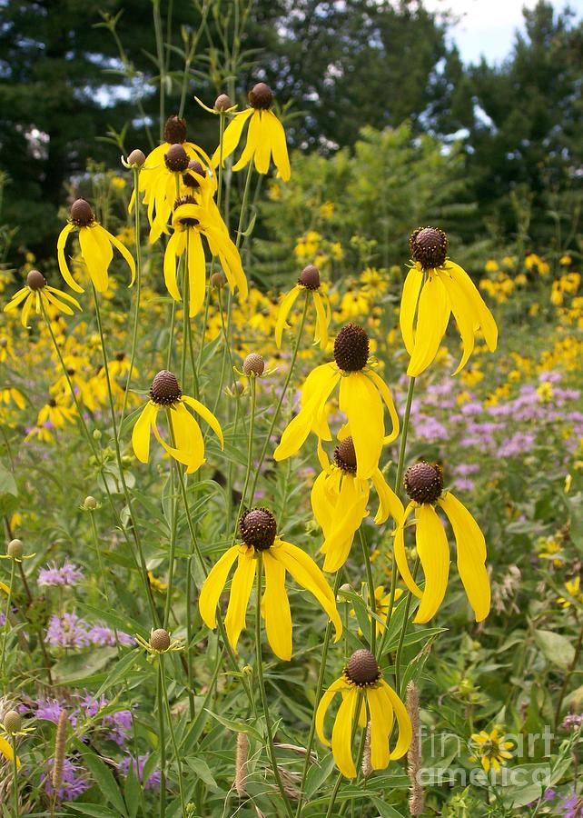 Golden Prairie Coneflower Photograph by Laurie Eve Loftin - Fine Art ...