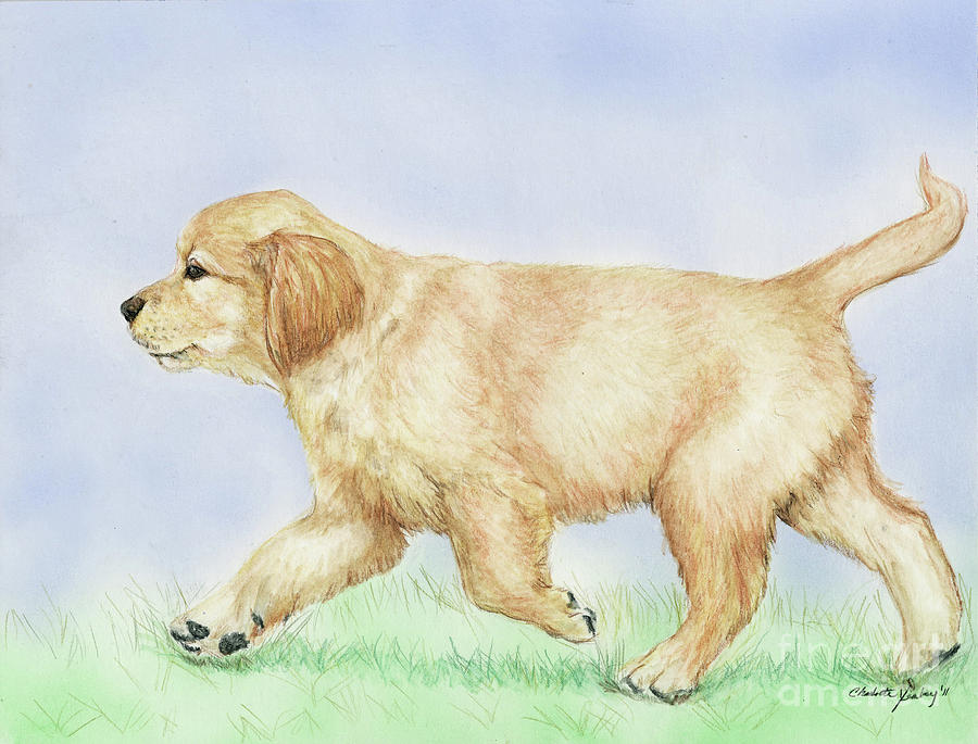 Golden Puppy Painting by Charlotte Yealey