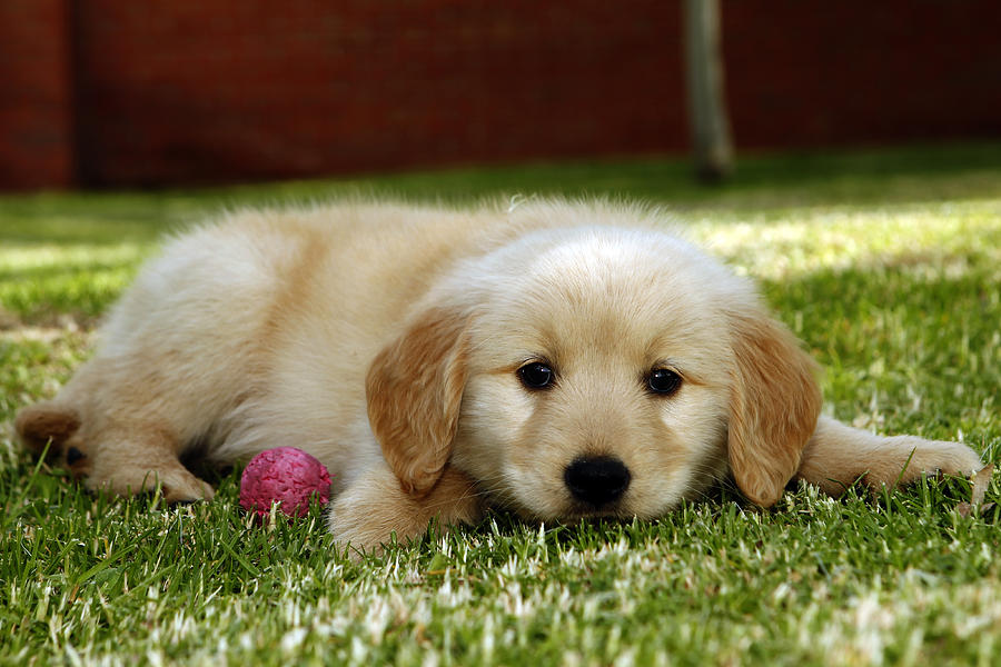 Golden puppy light Photograph by Cristobal Garciaferro - Fine Art America