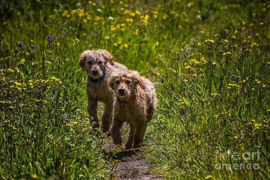 Spring Photograph - Golden Pups by Mitch Shindelbower