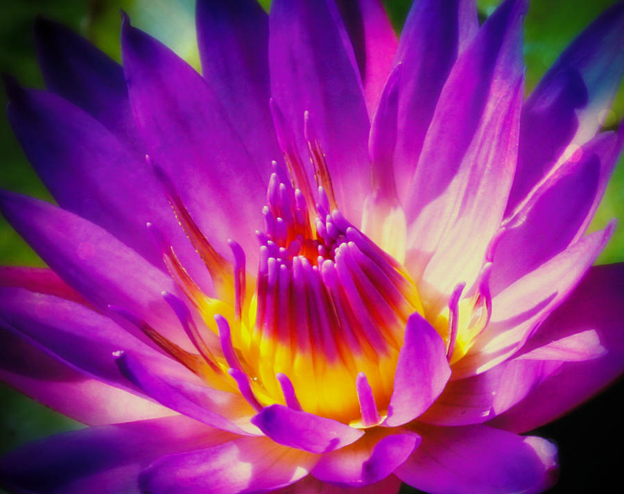 Golden Purple Lotus Photograph by Alma Yamazaki