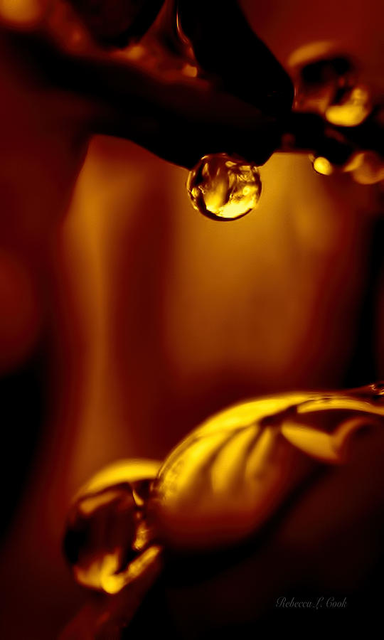 Golden Raindrop Photograph by Bellesouth Studio