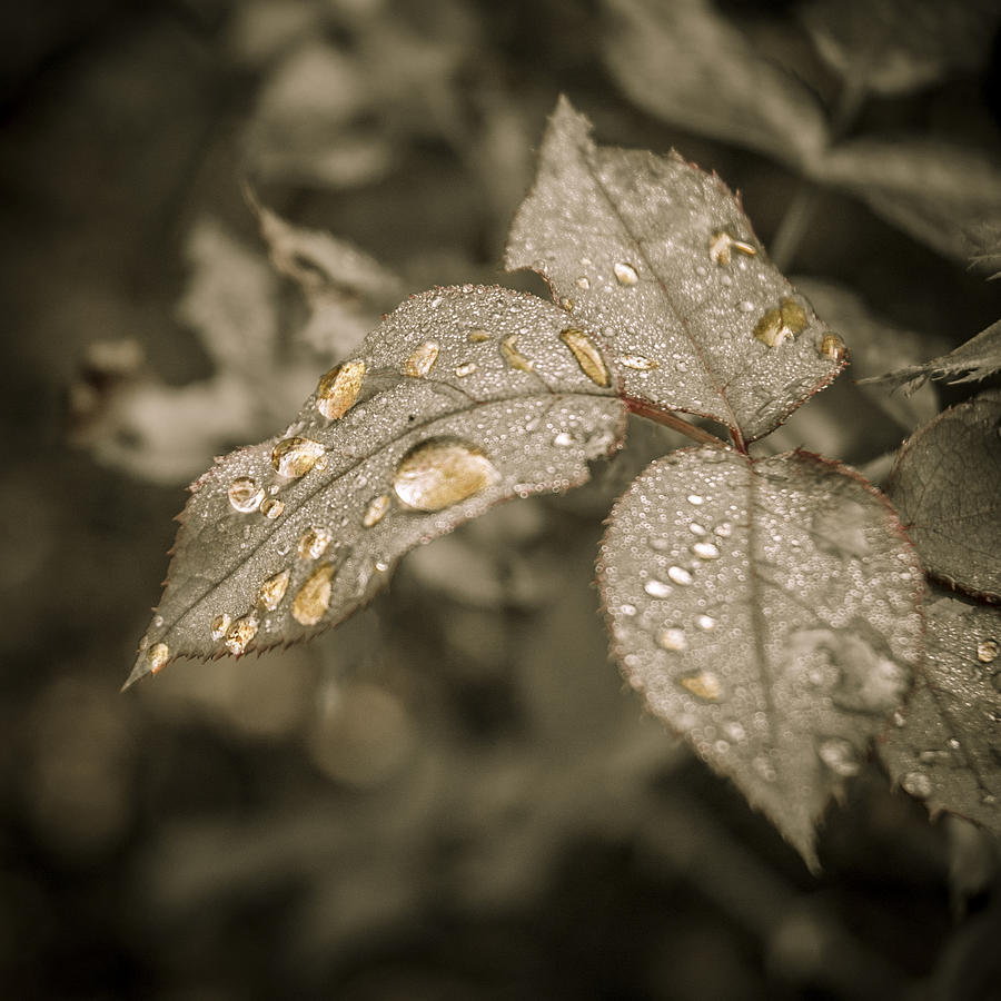 Nature Photograph - Golden Raindrops by Carolyn Marshall