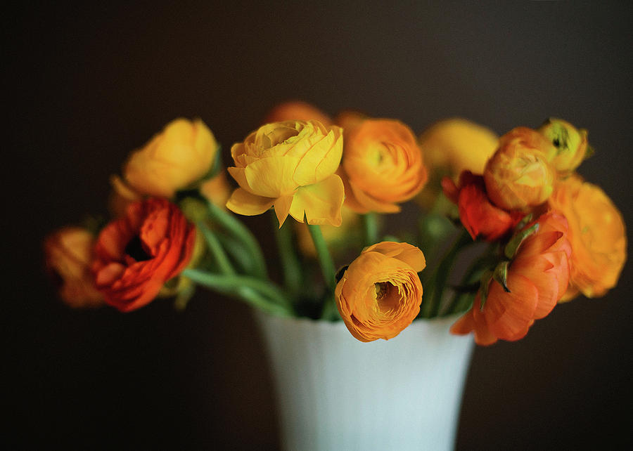 Golden Ranunculus Photograph by Melissa Deakin Photography