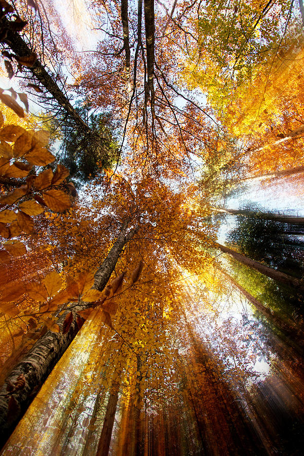 Nature Photograph - Golden Rays by Ivan Vukelic