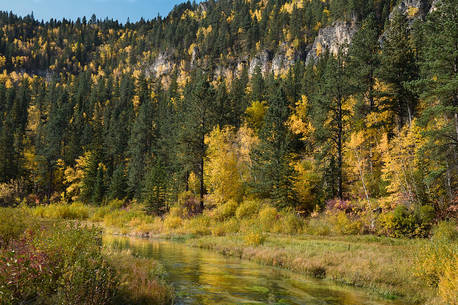 Golden Reflection Along the Little Spearfish Photograph by Greni Graph