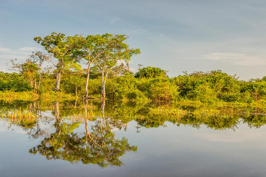 Golden Reflection, Odzala, Congo Photograph by James Steinberg