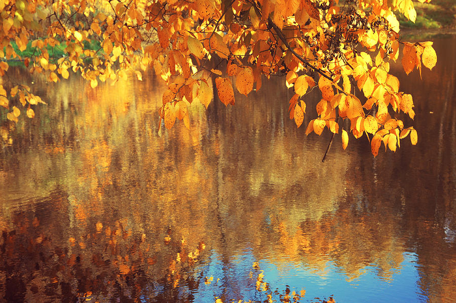 Golden Reflections in the Pond Photograph by Jenny Rainbow