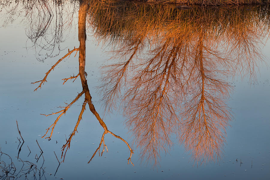 Winter Photograph - Golden Reflections by Kathleen Bishop