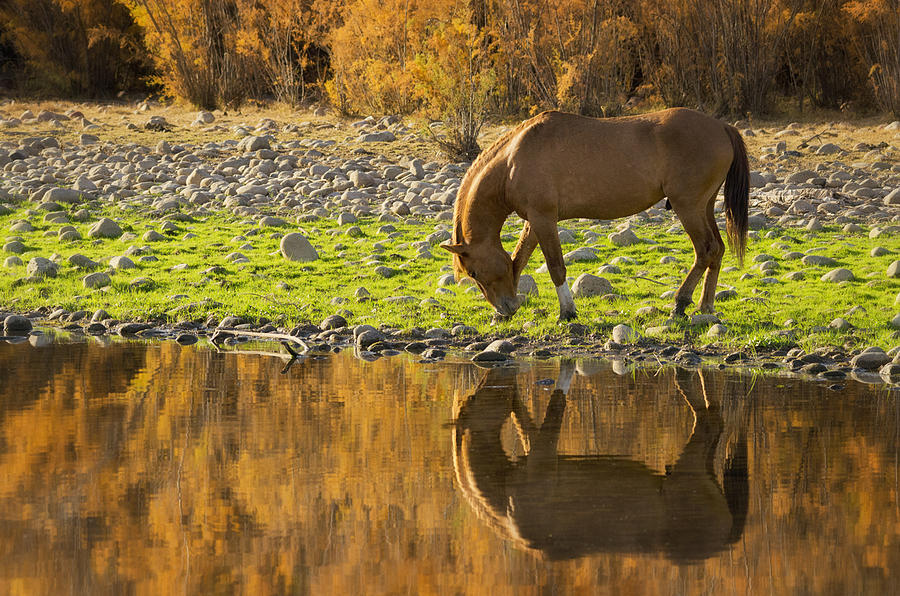 Golden Reflections of Autumn  Photograph by Saija Lehtonen