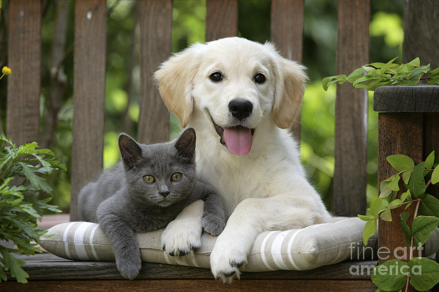 Dog Photograph - Golden Retriever And Kitten by Jean-Michel Labat