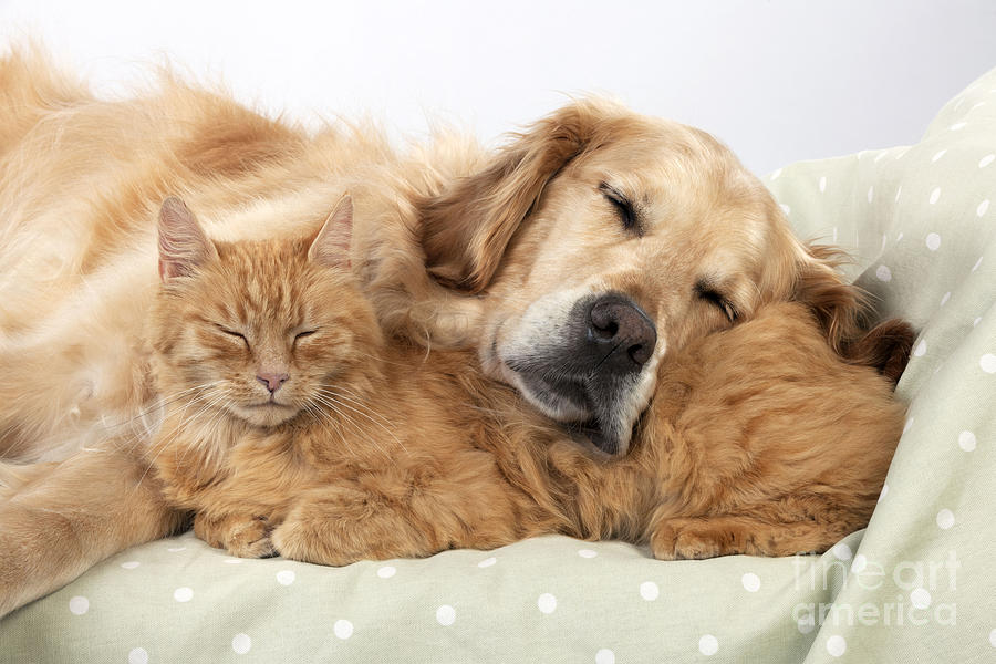 Cat Photograph - Golden Retriever And Orange Cat by John Daniels