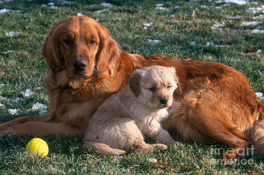 Golden Retriever Photograph - Golden Retriever And Puppy by William H. Mullins