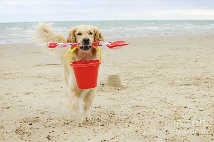 Dog Photograph - Golden Retriever At Beach by John Daniels