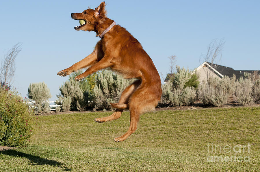Golden Retriever Catching A Ball Photograph by William H. Mullins