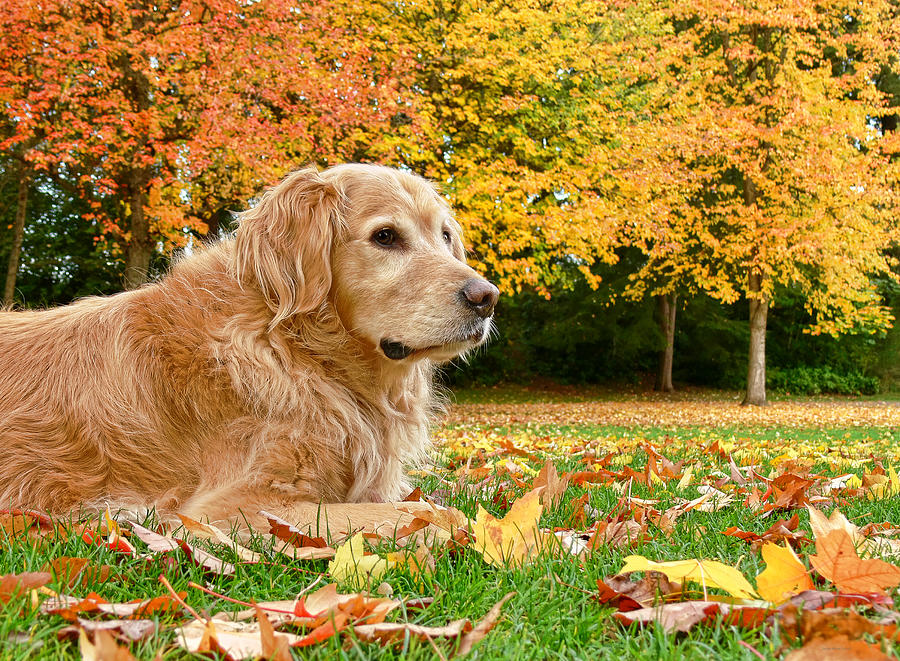Golden Retriever Dog Autumn Day Photograph by Jennie Marie Schell