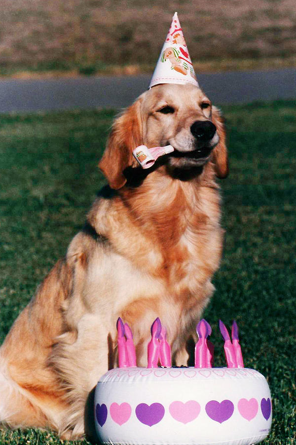 funny happy birthday golden retriever