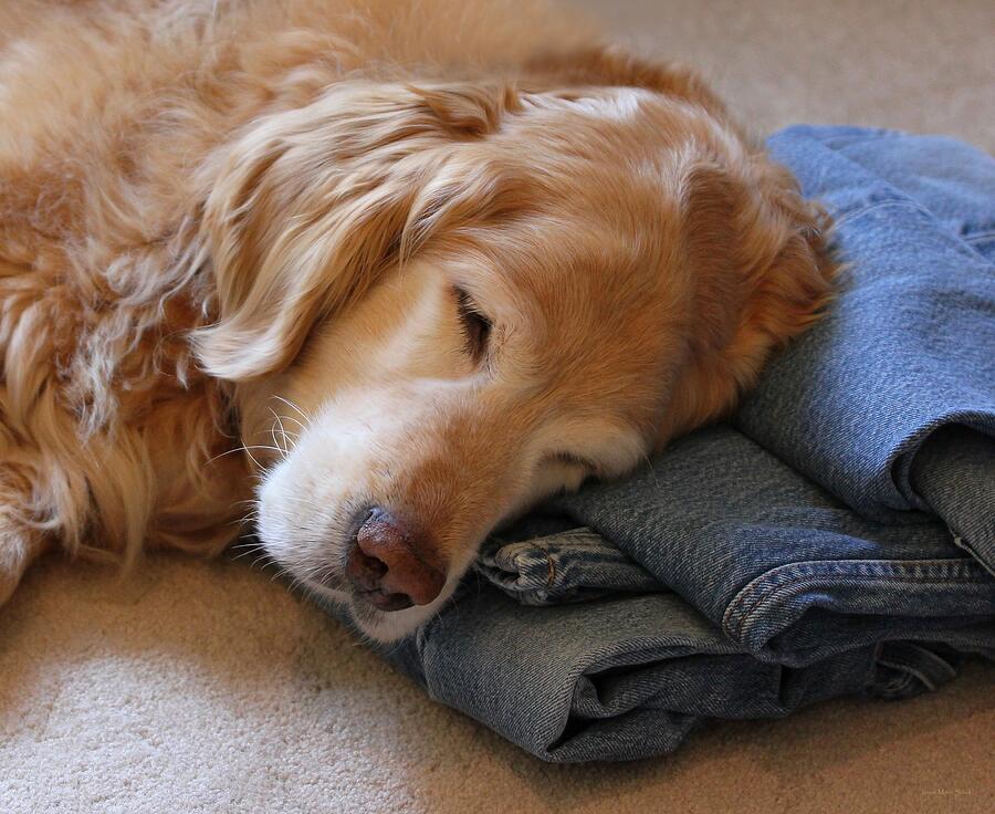 Golden Retriever Dog Forever on Blue Jeans Photograph by Jennie Marie Schell