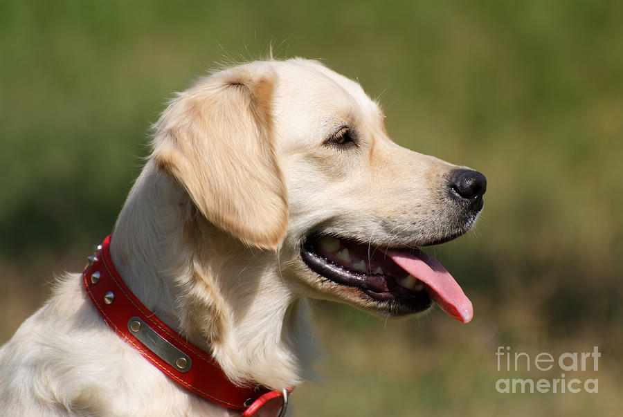 Golden retriever dog Photograph by George Atsametakis